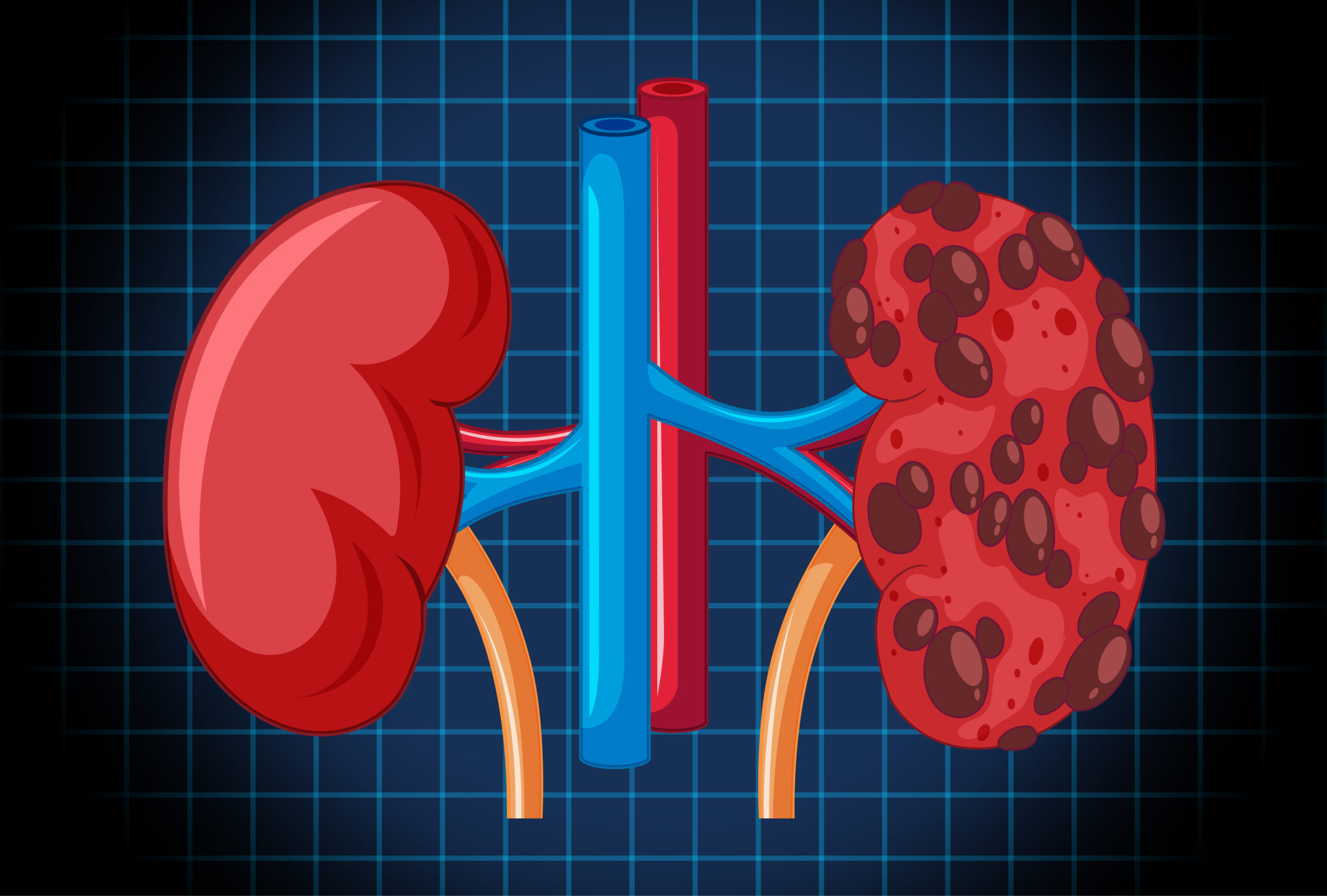 Human internal organ with kidneys illustration
